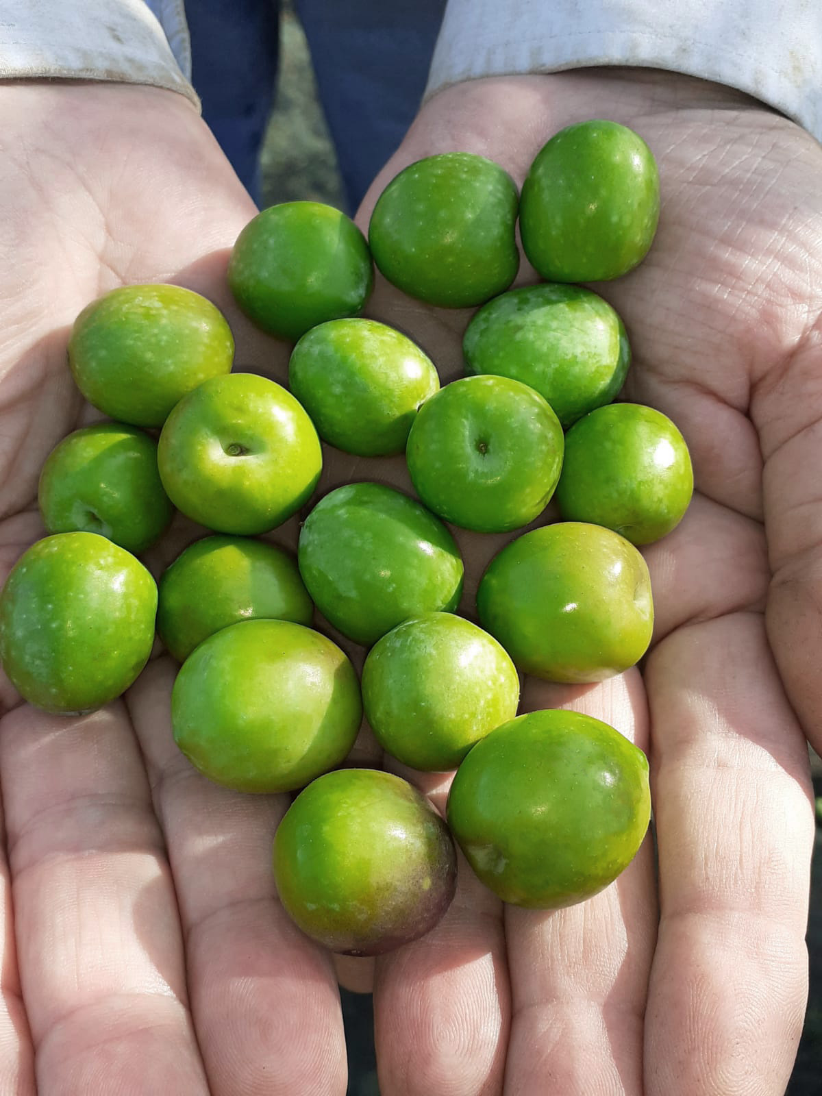Hand mit frischen Nocellara del Belice-Oliven