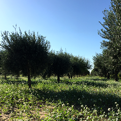 Olivenhain