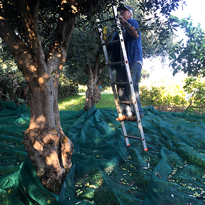 Oliven-Bauer auf der Leiter