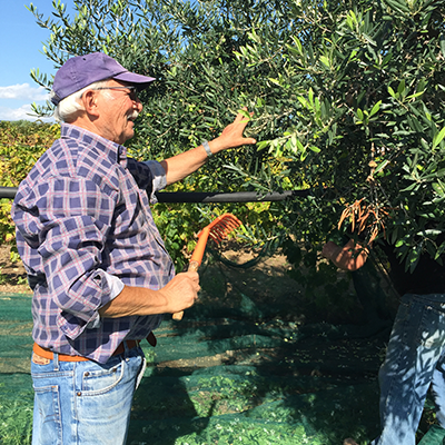 Oliven-Bauer bei der Ernte