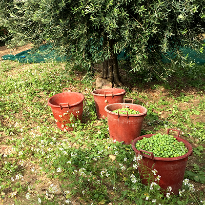 Oliven im Korb waehrend der Ernte
